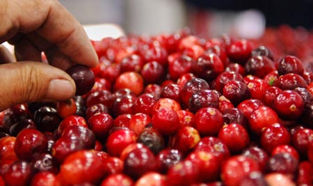 Harvest cranberry