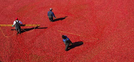 Harvest cranberry