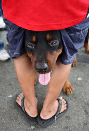 World Animal Day in Manila