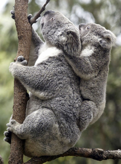 Koalas prosperity