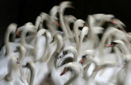 Swans collected for winter