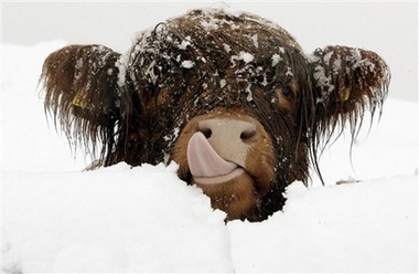 Highland cow in snow