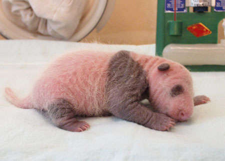Giant panda cub No.1