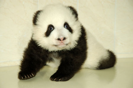 Giant panda cub No.1