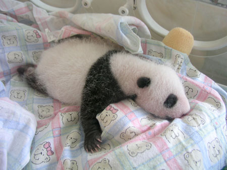 Giant panda cub No.5