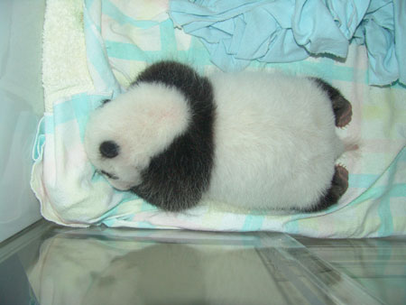 Giant panda cub No.13