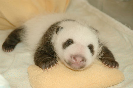 Giant panda cub No.17