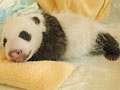 Love giant pandas? Name them