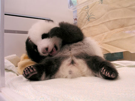 Giant panda cub No.11