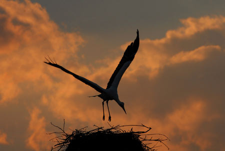 Stork