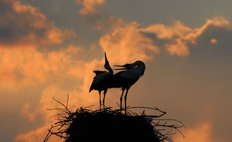 Stork