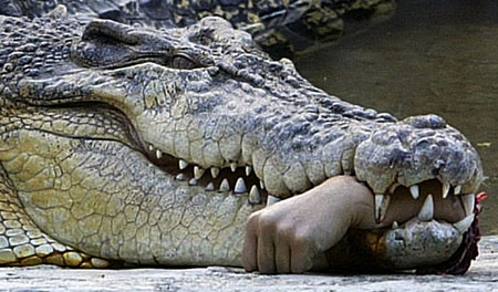 Zoo worker has arm reattached after crocodile attack