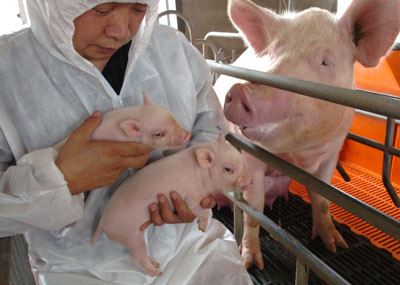 Clone pigs used for organ transplant experiments