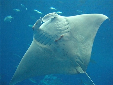 Giant manta