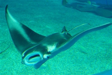 Giant manta