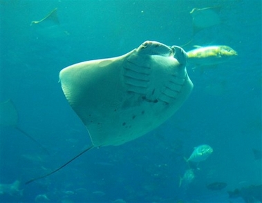 Giant manta