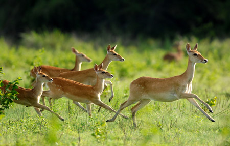 Endangered deer bloom again