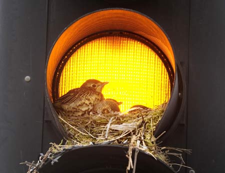 Nesting in the spotlight