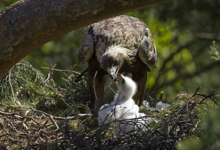 Golden eagle chick's dinner time