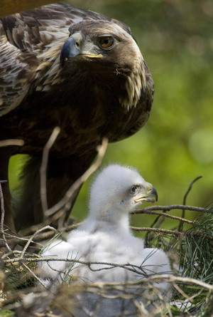 Golden eagle chick's dinner time