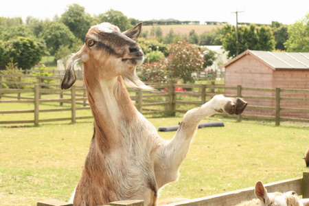 Smart goat knows how to grab attention