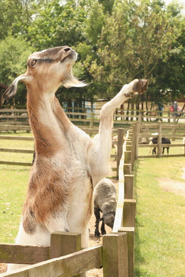 Smart goat knows how to grab attention