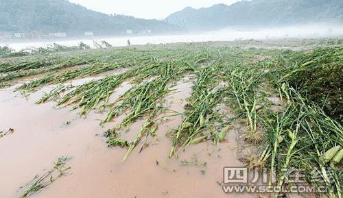 SW China battles flood