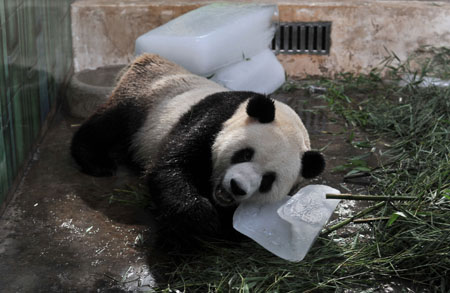 Giant panda uses ice to cool itself