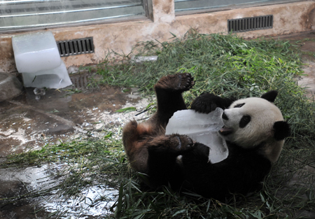 Giant panda uses ice to cool itself