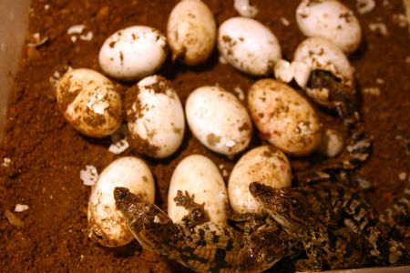 Little crocodiles hatched in Xiamen, E China