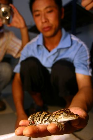 Little crocodiles hatched in Xiamen, E China