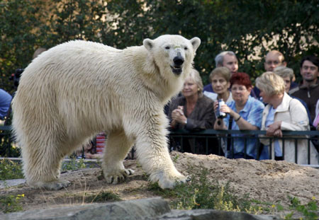 Knut the polar bear gets partner