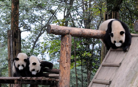 Ten giant pandas to rock Shanghai Expo