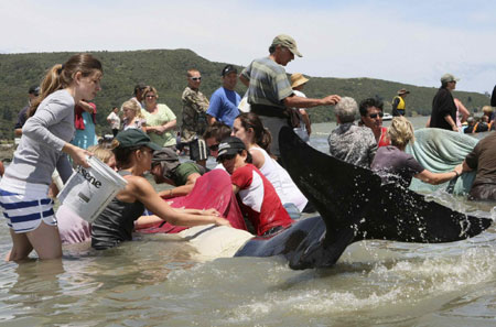 Whales stranded on New Zealand beaches, some saved