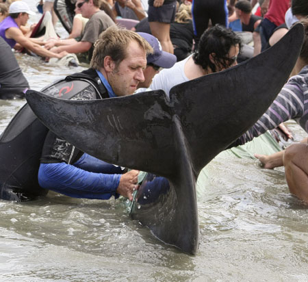 Whales stranded on New Zealand beaches, some saved