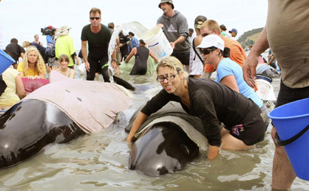 Whales stranded on New Zealand beaches, some saved