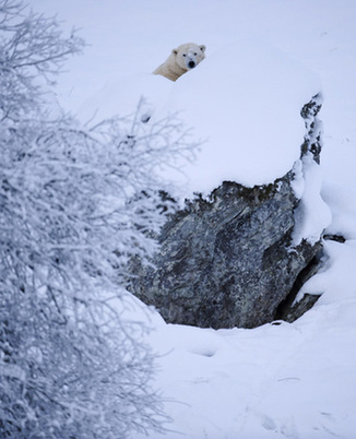 Mercedes the polar bear enjoys the snow