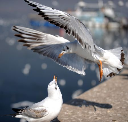 Black-headed gulls migrate to Kunming