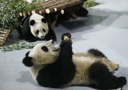 Expo pandas arrive in Shanghai