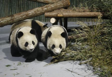 Expo pandas arrive in Shanghai