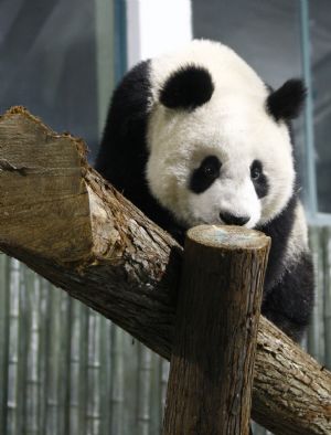 Expo pandas arrive in Shanghai