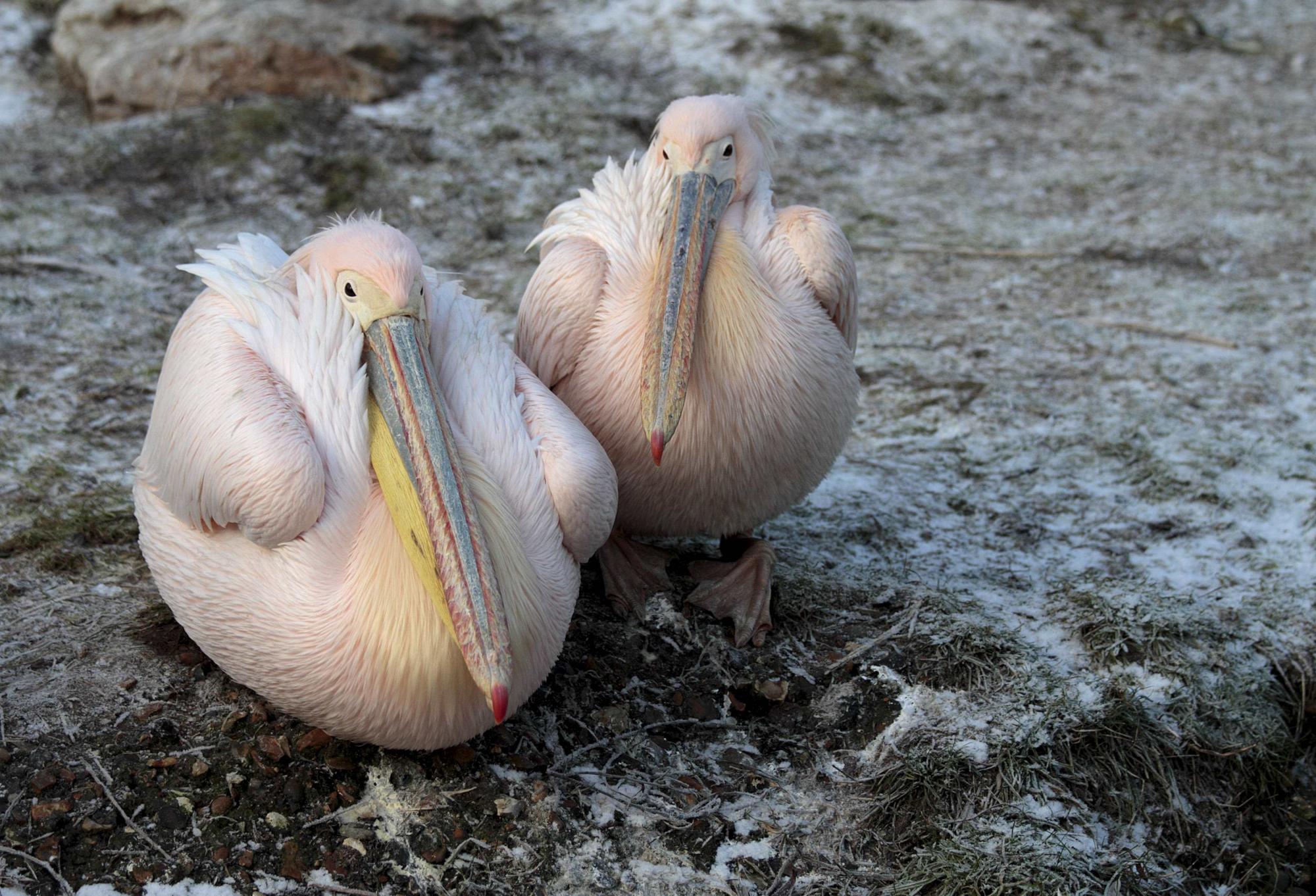 Animals head count in London zoo