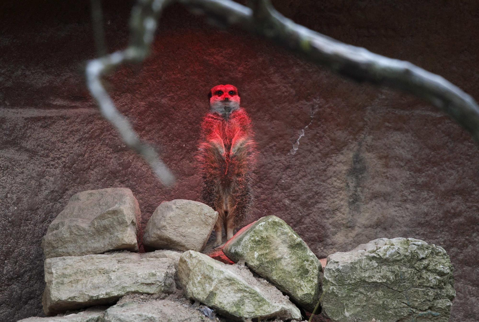 Animals head count in London zoo