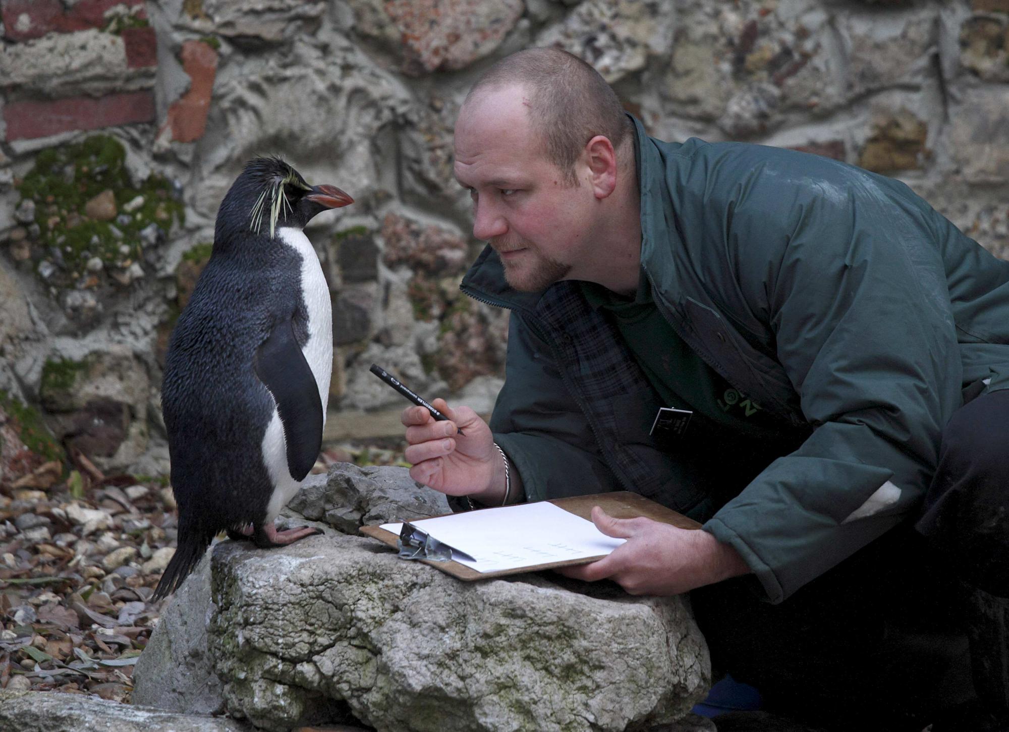 Animals head count in London zoo