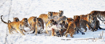 Siberian tigers thriving in Harbin park