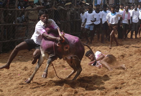 Bull-taming festival in India