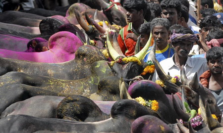 Bull-taming festival in India