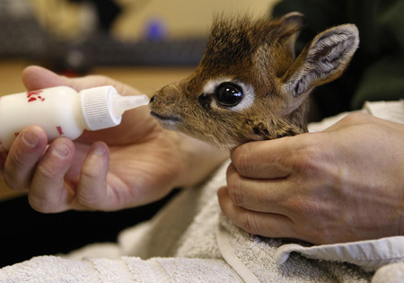 Dik Dik gets love and care in Chester Zoo