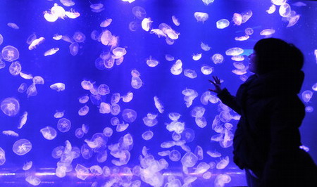 Jellyfish aquarium opens in Nanjing