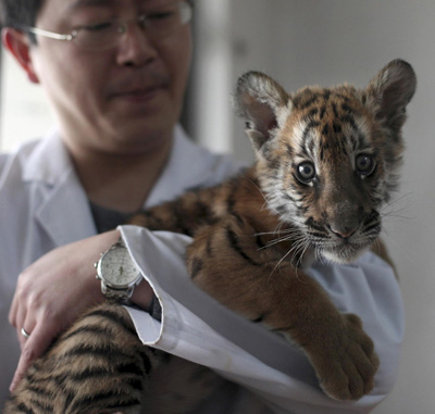 Tiger ubiquitous as China embraces Year of Tiger